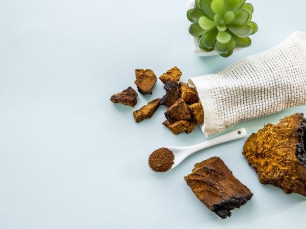Hongo chaga: qué es, beneficios, ciencia y más